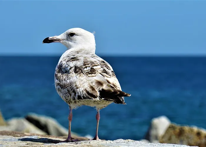 Gaestehaus Am Fischerweg Luett Matten * Lauterbach (Rugen)